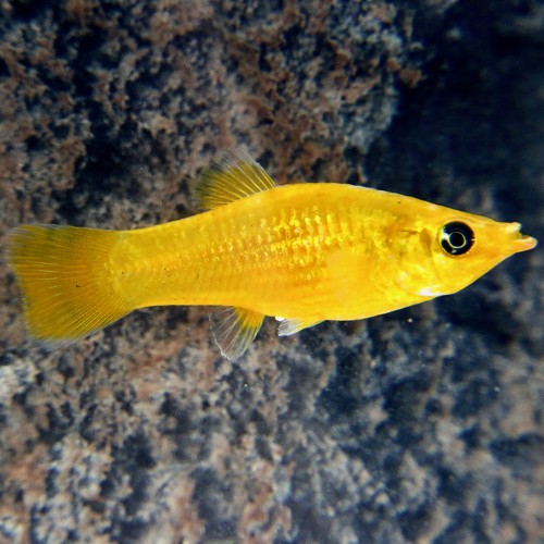 Poec.sphenops   Molly golddust M